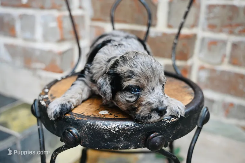 Junies pup – Goldendoodle puppy for sale in San Antonio, TX