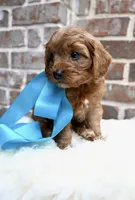 Crew, a male Cavapoo for sale in San Antonio, TX – 3 of 4