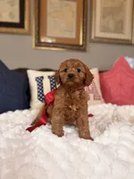 Mila, a female Cavapoo for sale in San Antonio, TX – 5 of 8