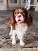 Vivian, a female Cavalier King Charles Spaniel for sale in San Antonio, TX – 3 of 5