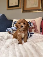 Moose, a male Cavapoo for sale in San Antonio, TX – 2 of 6