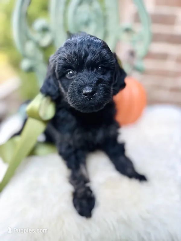 Jeeter  – Goldendoodle puppy for sale in San Antonio, TX