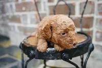 Junies pups, a male Goldendoodle for sale in San Antonio, TX – 3 of 3