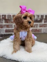Lollybean, a female Cavapoo for sale in San Antonio, TX – 2 of 7