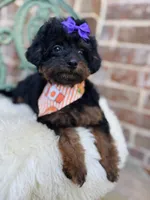 Josie, a female Goldendoodle for sale in San Antonio, TX – 3 of 6