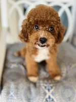 Beoding, a male Poodle - Toy  for sale in San Antonio, TX – 3 of 8