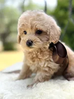 Jesse, a female Goldendoodle for sale in San Antonio, TX – 2 of 10