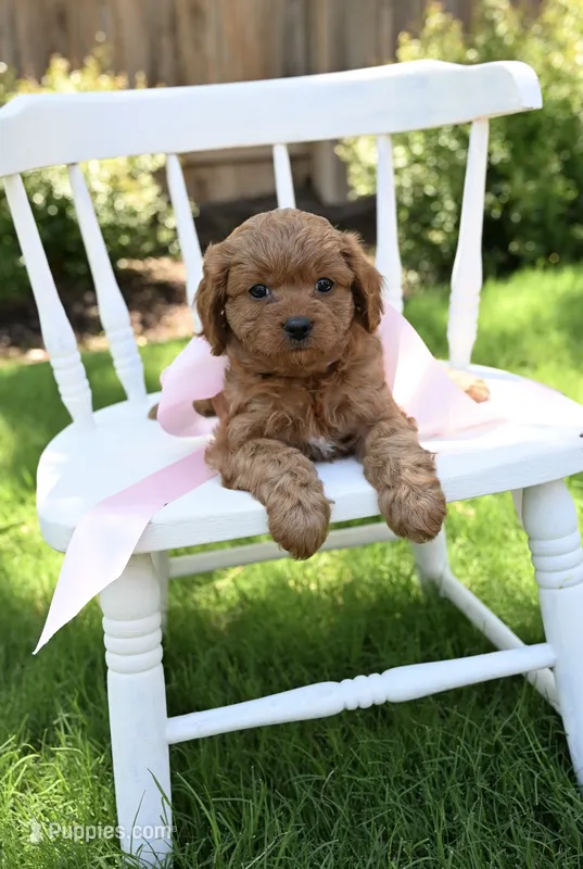 🌺RaiLani🌺 – Cavapoo puppy for sale in San Antonio, TX