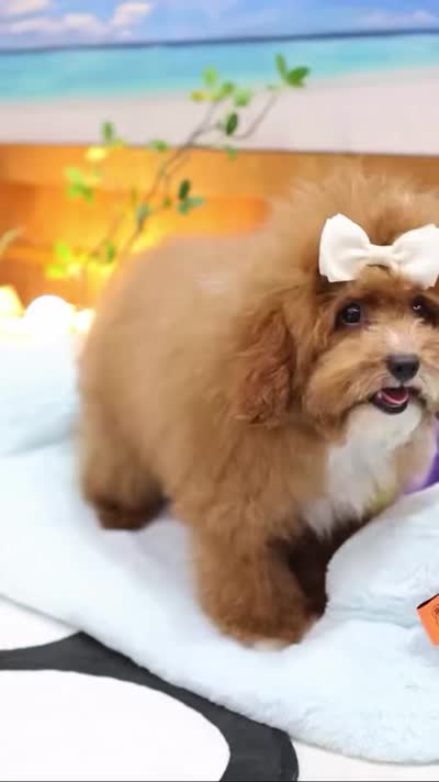 Beoding, a male Poodle - Toy  for sale in San Antonio, TX – 5 of 5