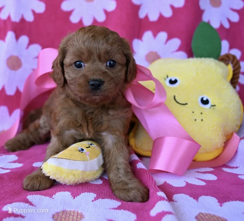 🌺RaiLani🌺 – Cavapoo puppy for sale in San Antonio, TX