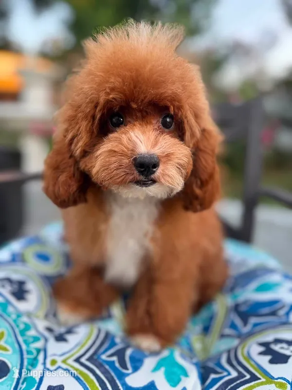 Korean Beoding – Poodle - Toy  puppy for sale in San Antonio, TX