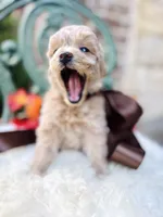 Jesse, a female Goldendoodle for sale in San Antonio, TX – 7 of 10