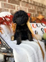 Jordie, a female Goldendoodle for sale in San Antonio, TX – 3 of 5