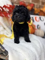 Jackie, a female Goldendoodle for sale in San Antonio, TX – 2 of 9