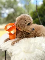 Jules, a female Goldendoodle for sale in San Antonio, TX – 6 of 6