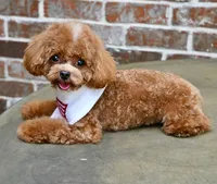Moose, a male Maltipoo for sale in San Antonio, TX – 6 of 6