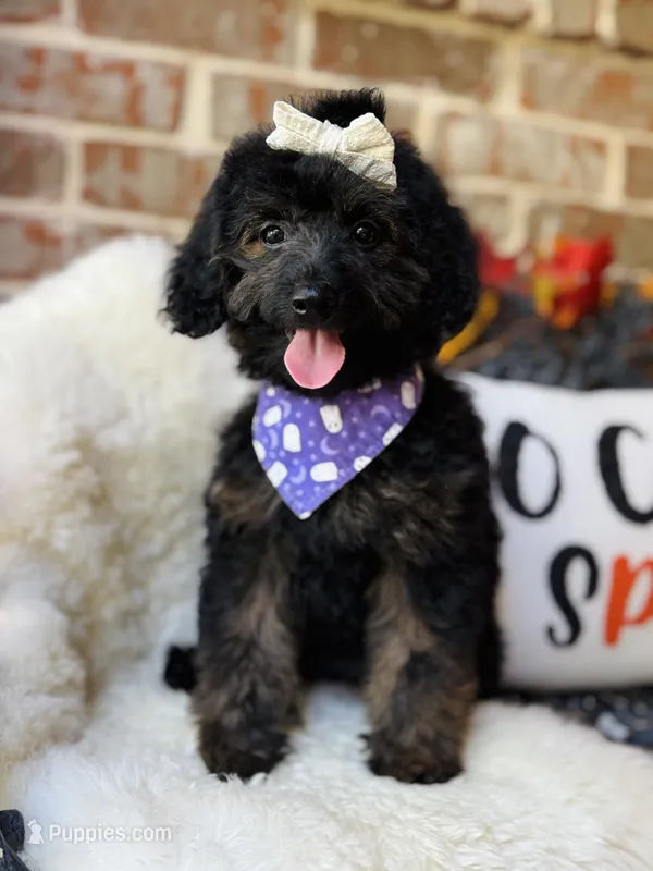 Jordie – Goldendoodle puppy for sale in San Antonio, TX
