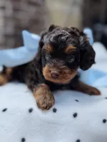 Rooster, a male Cavapoo for sale in San Antonio, TX – 5 of 6