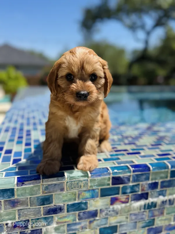 Riko – Cavapoo puppy for sale in San Antonio, TX
