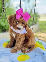 Lollie’s girl, a female Cavapoo for sale in San Antonio, TX – 2 of 5