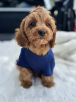 Crew, a male Cavapoo for sale in San Antonio, TX – 3 of 10