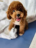 Beoding, a male Poodle - Toy  for sale in San Antonio, TX – 4 of 8