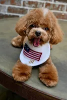 Moose, a male Maltipoo for sale in San Antonio, TX – 3 of 6