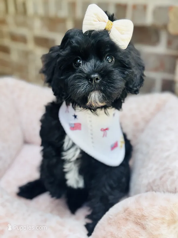 Jade – Cavapoo puppy for sale in San Antonio, TX