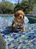🌴Raina🌴, a female Cavapoo for sale in San Antonio, TX – 3 of 4