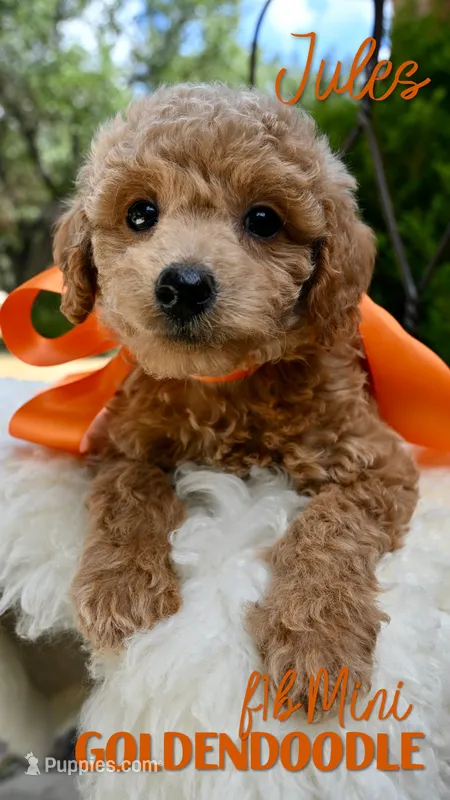 Jules – Goldendoodle puppy for sale in San Antonio, TX