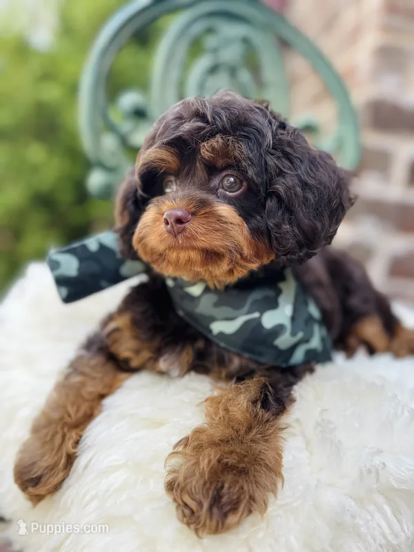 Rooster – Cavapoo puppy for sale in San Antonio, TX