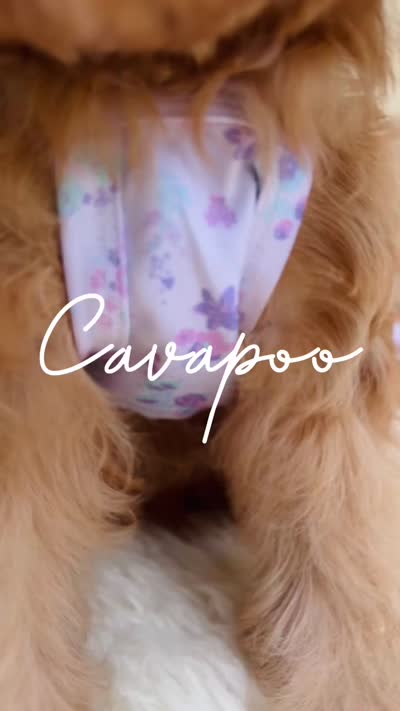 Lollybean, a female Cavapoo for sale in San Antonio, TX – 7 of 7