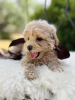 Jesse, a female Goldendoodle for sale in San Antonio, TX – 3 of 10