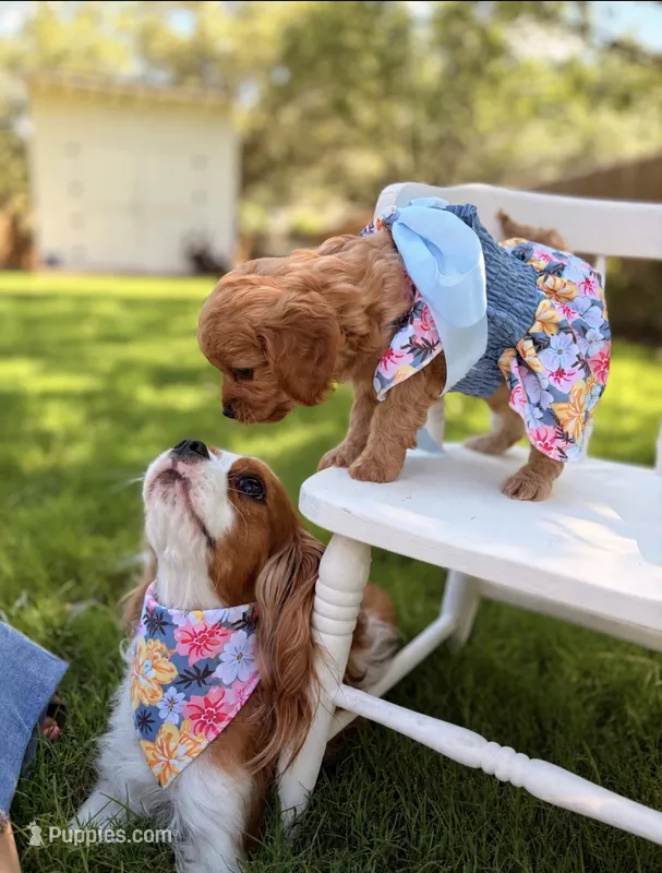 🌴Raina🌴, a female Cavapoo for sale in San Antonio, TX – 1 of 4