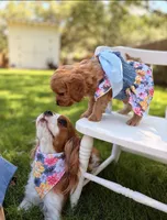 🌴Raina🌴, a female Cavapoo for sale in San Antonio, TX – 1 of 4
