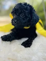 Jackie, a female Goldendoodle for sale in San Antonio, TX – 3 of 9