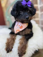 Josie, a female Goldendoodle for sale in San Antonio, TX – 4 of 6