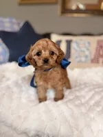 Milo, a male Cavapoo for sale in San Antonio, TX – 3 of 6