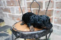 Junies pup, a female Goldendoodle for sale in San Antonio, TX – 4 of 4