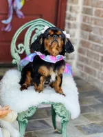 Oakley, a female English Toy Spaniel for sale in San Antonio, TX – Photo 3 of 8