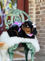 Oakley, a female English Toy Spaniel for sale in San Antonio, TX – Photo 6 of 8
