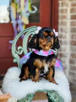 Oakley, a female English Toy Spaniel for sale in San Antonio, TX – Photo 2 of 8