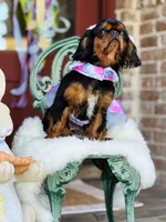 Oakley, a female English Toy Spaniel for sale in San Antonio, TX – Photo 7 of 8
