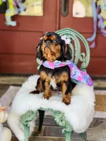Oakley, a female English Toy Spaniel for sale in San Antonio, TX – Photo 4 of 8