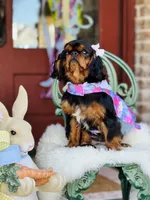 Oakley, a female English Toy Spaniel for sale in San Antonio, TX – Photo 5 of 8
