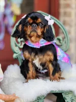 Oakley, a female English Toy Spaniel for sale in San Antonio, TX – Photo 8 of 8