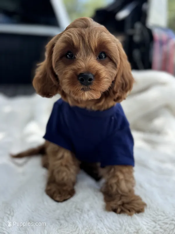 Crew – Cavapoo puppy for sale in San Antonio, TX
