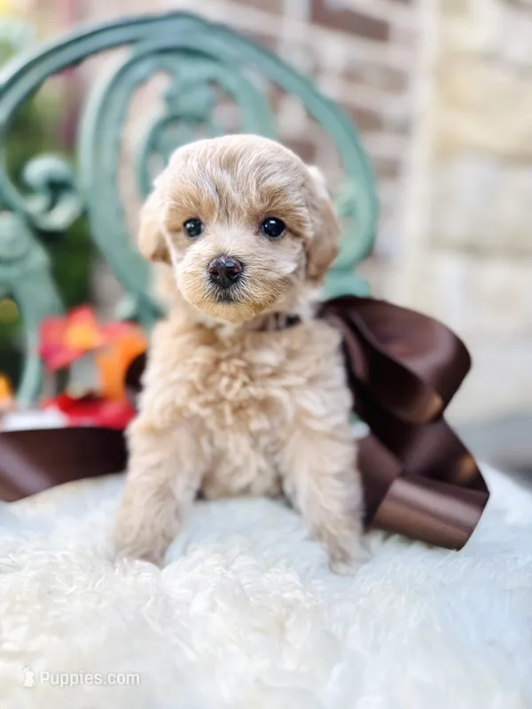 Jessie – Goldendoodle puppy for sale in San Antonio, TX