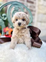 Jesse, a female Goldendoodle for sale in San Antonio, TX – 4 of 10