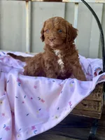 Willa, a female Cavapoo for sale in San Antonio, TX – 3 of 8